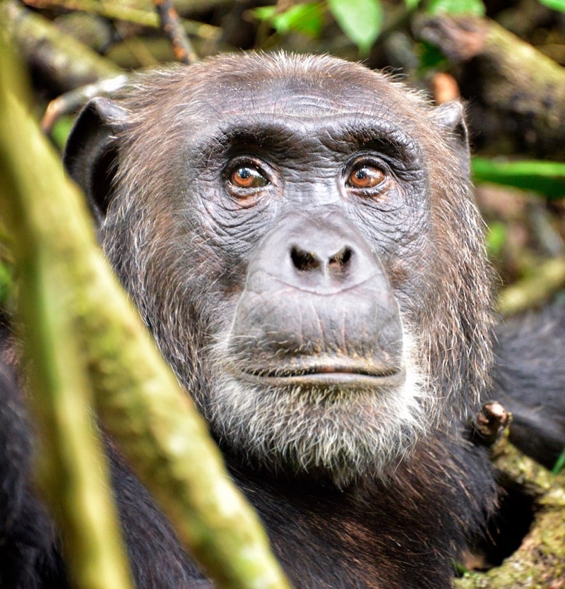 The face of a chimpanzee