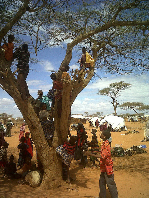 orphaned children climb in a tree